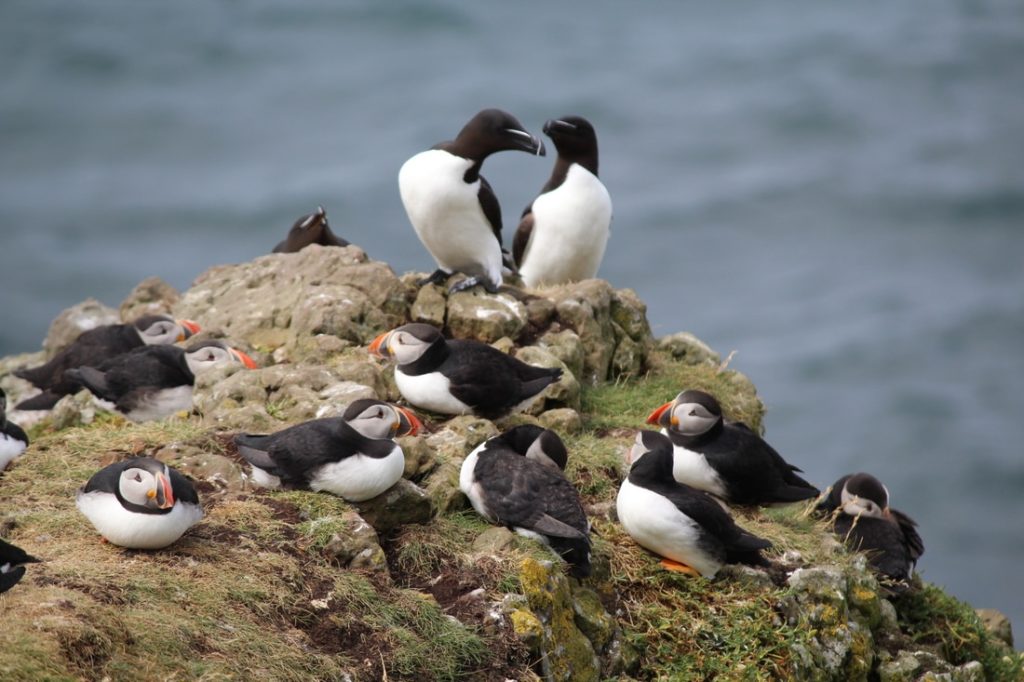 Gallery - Mull Wildlife Breaks